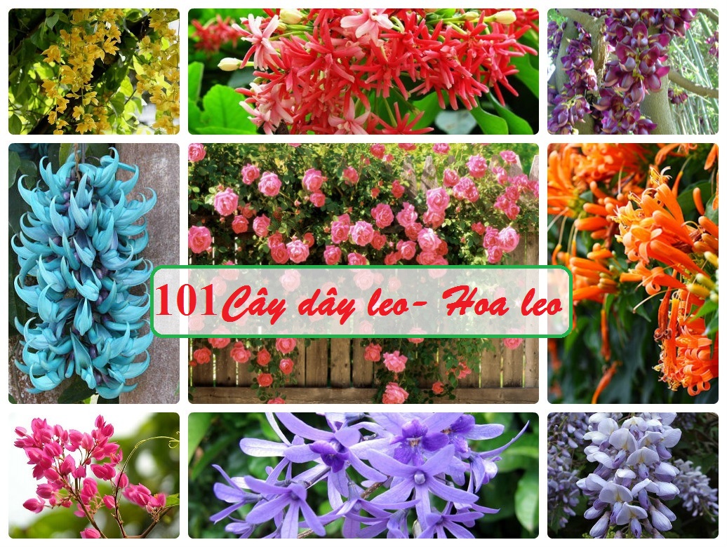 101 loài Hoa, Cây dây leo trồng làm mát nhà mùa hè - Hoa Lá